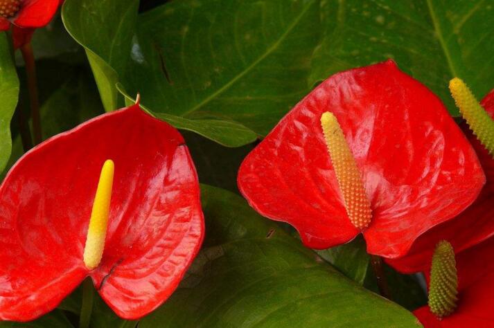 火鶴花和紅掌有什麼區別，最大的區別在於開出的花苞不同