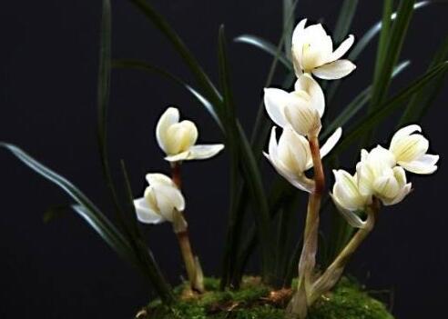 十種名貴的蘭花品種，素冠荷鼎拍出千萬高價