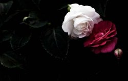 玫瑰和月季的區別，介紹六種不同區別方法