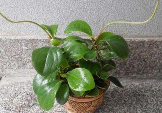 植物碧玉的風水作用,舒緩心靈、增強運勢