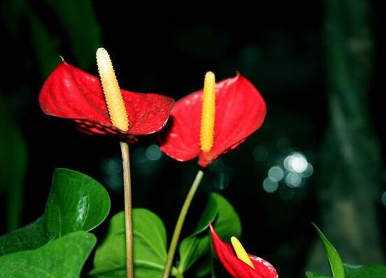 紅掌什麼時候開花，一年四季均可開花