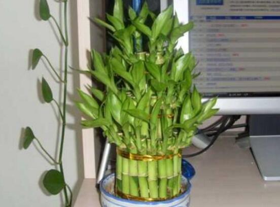 盆栽富貴竹怎麼養，教你七個方法養的青翠怡人