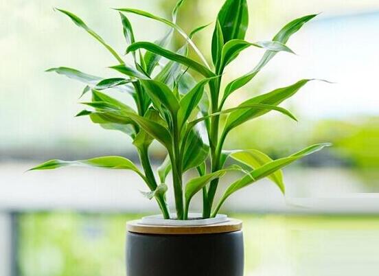 水養富貴竹怎麼養才長得好，做好這五大要點生長得青翠欲滴