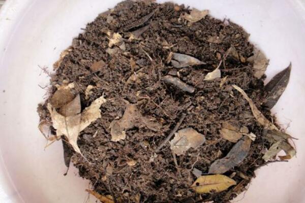 虎皮蘭用什麼土種植，可用田園土、腐葉土來調配