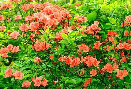 杜鵑花的花語，永遠屬於你、愛的快樂、節製欲望、繁榮幸福