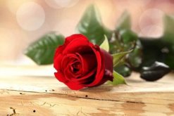 玫瑰花送幾朵代表什麼，求婚首選99朵玫瑰花