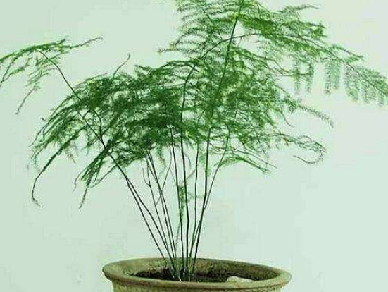 文竹可以用淘米水澆嗎，提高盆土酸度、促進枝繁葉茂