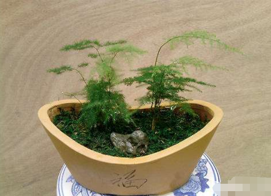 文竹可以用淘米水澆嗎，提高盆土酸度、促進枝繁葉茂
