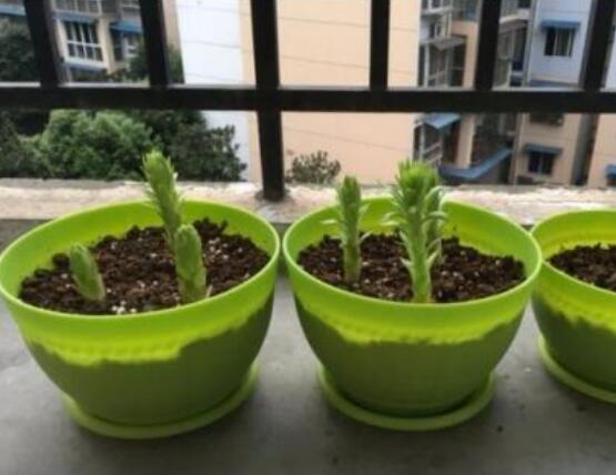 百合花盆栽的養殖方法，老農教你最簡單六種基本養殖方法