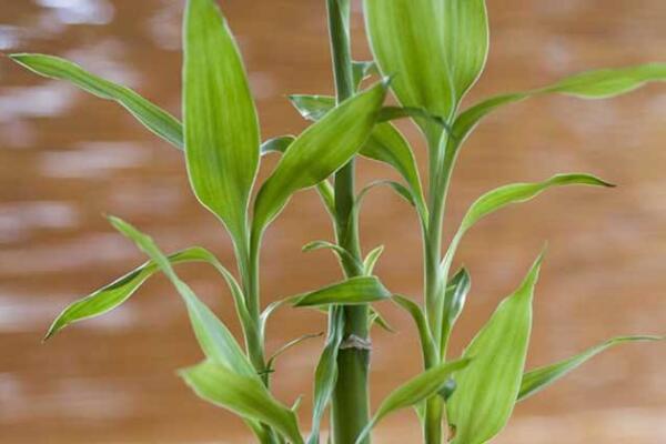 春天怎麼養富貴竹，春天養護富貴竹的四個技巧