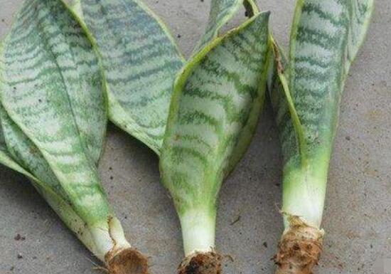 虎皮蘭怎麼分株繁殖，切割葉叢/保留葉片、根莖狀、吸芽