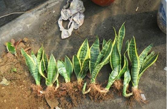 虎皮蘭怎麼分株繁殖，切割葉叢/保留葉片、根莖狀、吸芽