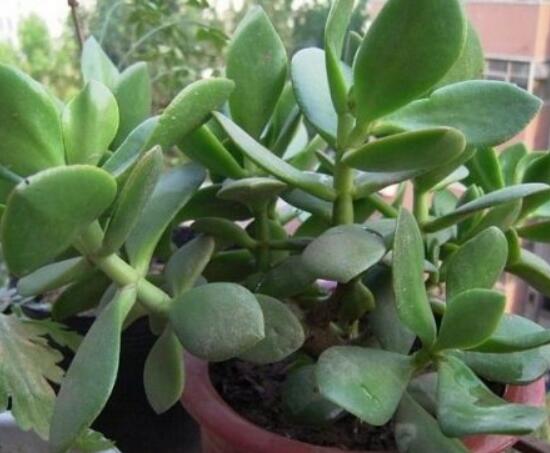 盆栽燕子掌的養殖方法，教你八大基本方法可生長的青翠碧綠