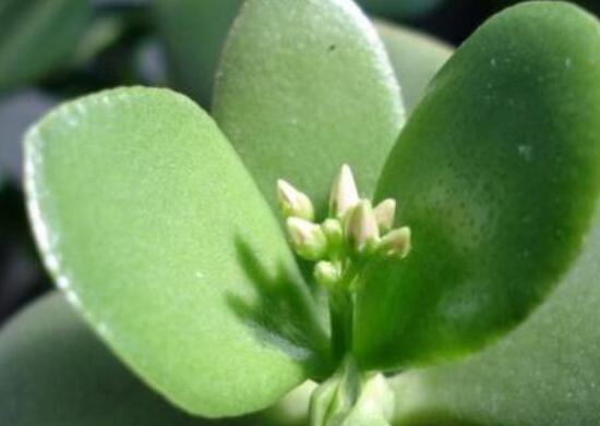 盆栽燕子掌的養殖方法，教你八大基本方法可生長的青翠碧綠