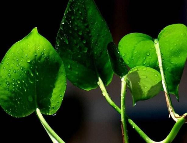 綠蘿如何施肥，最好施加這4種有利於成長的肥料