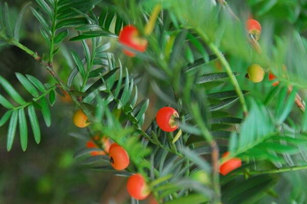 紅豆杉要公母同養嗎，隻有公母同樣才能開花結果