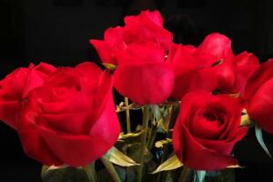 19朵玫瑰花的花語是什麼，從一而忠/愛到永久