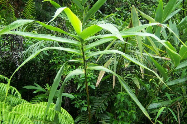 竹子的種類有哪些，鳳尾竹富貴竹可在家中盆栽
