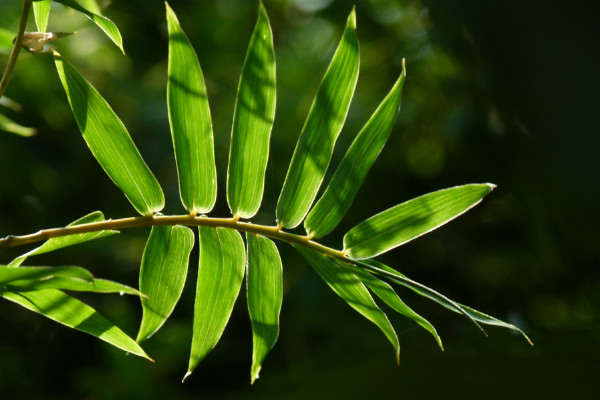 竹子的種類有哪些，鳳尾竹富貴竹可在家中盆栽