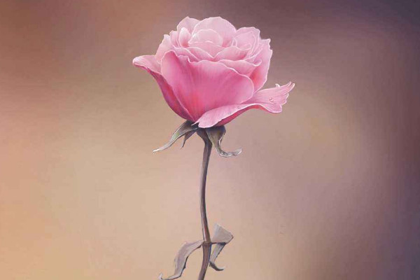 粉紅玫瑰花語，愛情/初戀/對女性的讚美