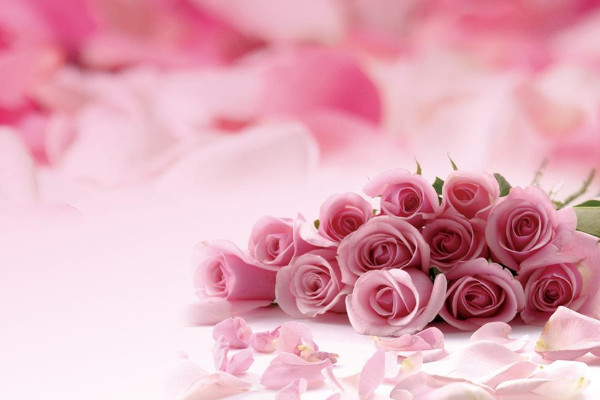 粉紅玫瑰花語，愛情/初戀/對女性的讚美