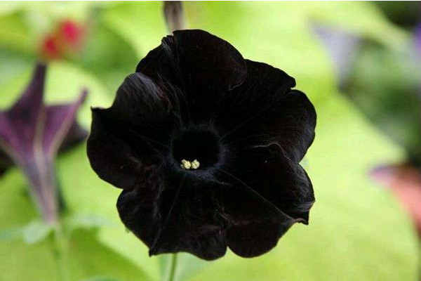 世界上花語最黑暗的花，黑玫瑰/水晶蘭等