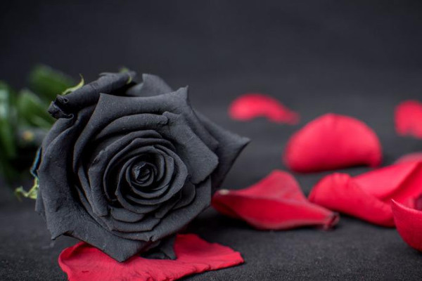 世界上花語最黑暗的花，黑玫瑰/水晶蘭等