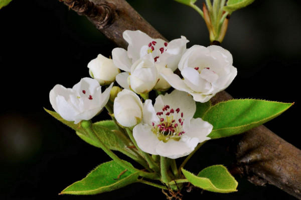 梨花的花語是什麼象征