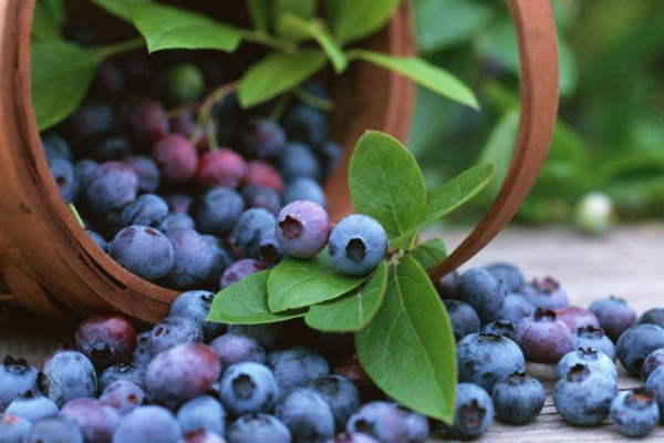 藍莓種植技術