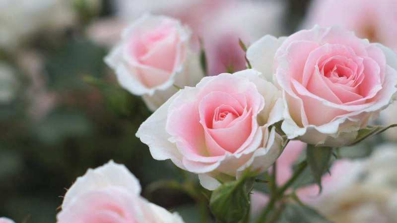 粉玫瑰花語是什麼
