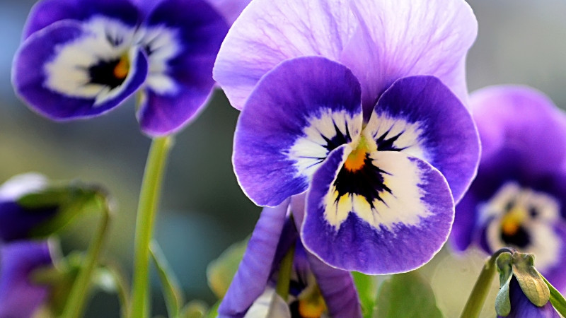 紫羅蘭花期多長