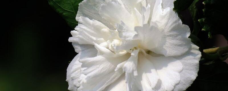 白色木槿花的花語
