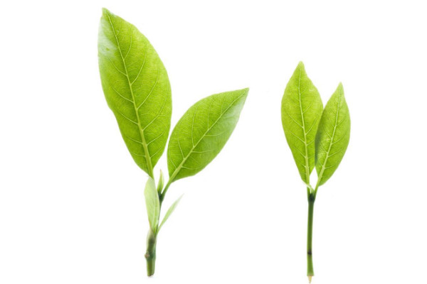茶葉種植技術