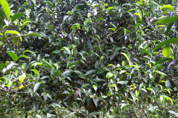 普洱茶樹在北方怎樣種植