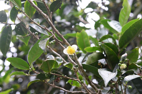 普洱茶樹在北方怎樣種植