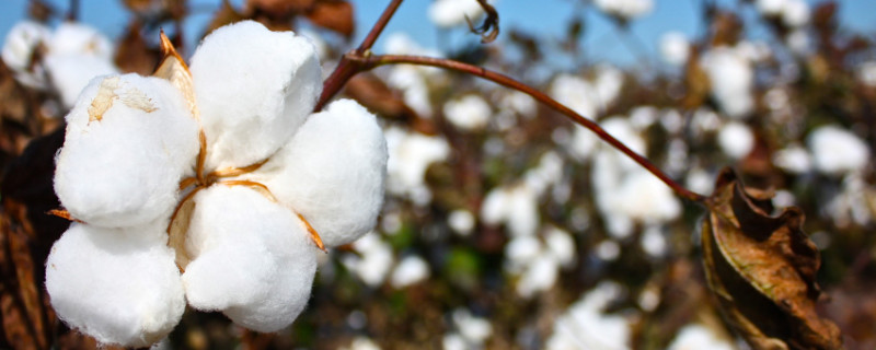 棉花的種植時間與方法