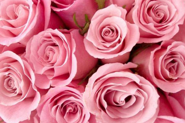 11朵粉色玫瑰花語