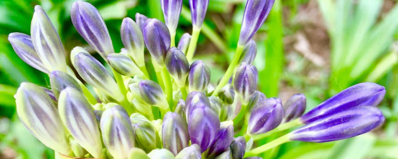 開藍花的君子蘭是什麼品種
