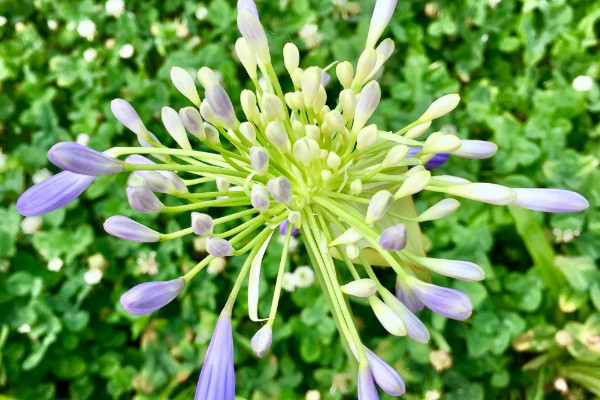開藍花的君子蘭是什麼品種