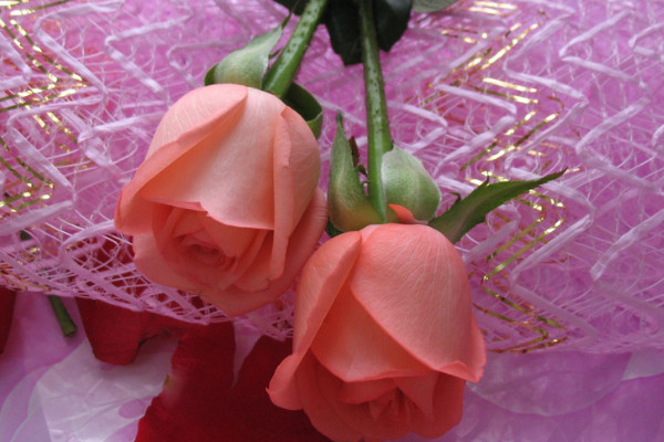白玫瑰和粉玫瑰的寓意