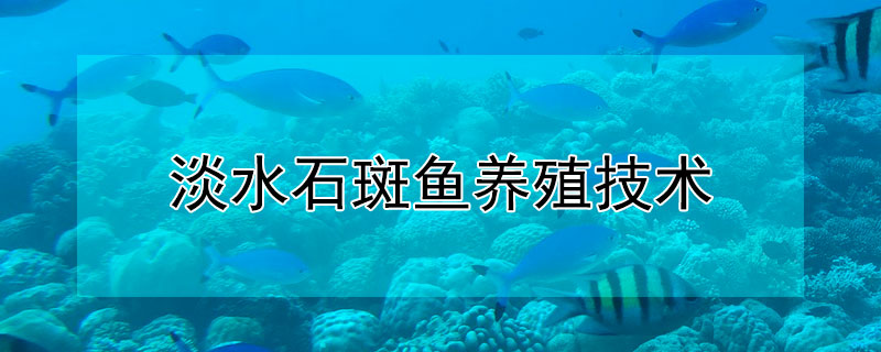 淡水石斑魚養殖技術