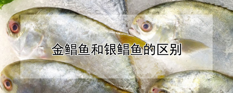 金鯧魚和銀鯧魚的區別