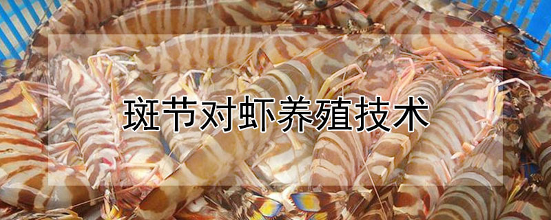 斑節對蝦養殖技術