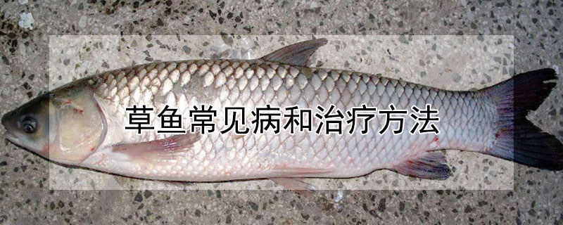 草魚常見病和治療方法