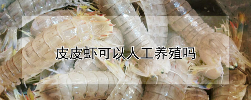 皮皮蝦可以人工養殖嗎