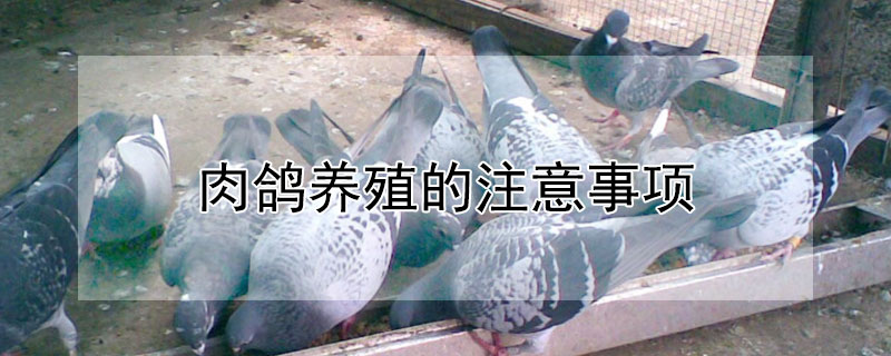 肉鴿養殖的注意事項