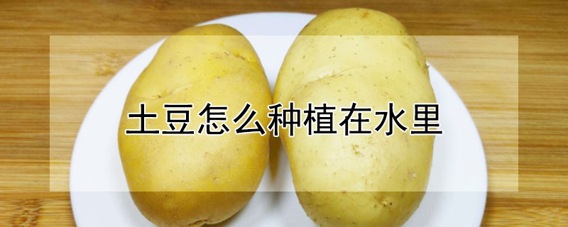 土豆怎麼種植在水裏