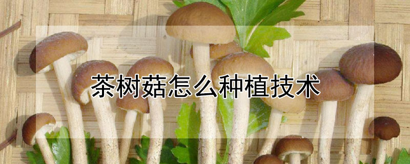 茶樹菇怎麼種植技術
