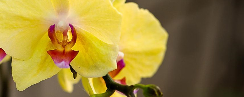 蝴蝶蘭哪個品種有香味