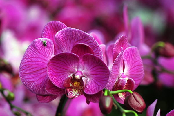 開的特別大的蝴蝶蘭是什麼品種